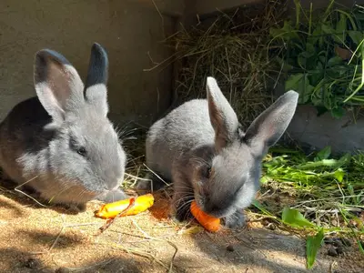 Ferienwohnung für 5 Personen (54 m²) in Arzl im Pitztal 9/10