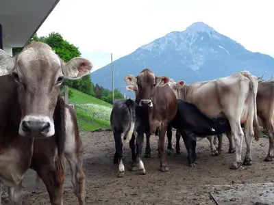 Ferienwohnung für 9 Personen (150 m²) in Arzl im Pitztal 5/10