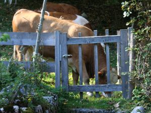 22031509-Ferienwohnung-4-Aschau im Chiemgau-300x225-2