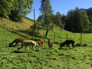 22367083-Ferienwohnung-4-Aschau im Chiemgau-300x225-5