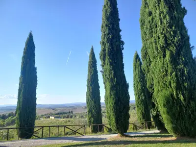 Ferienwohnung für 4 Personen (50 m²) in Asciano 8/10