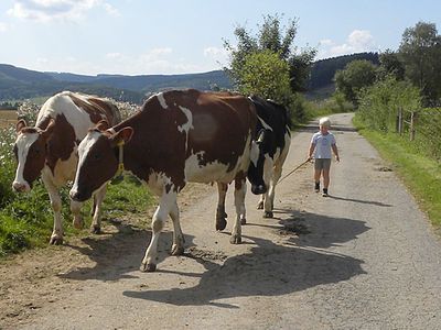 Ferienhof Pulte - Attendorn Sauerland