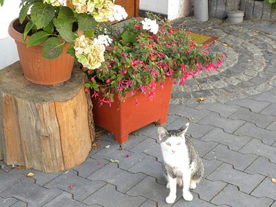 Ferienhof Pulte - Attendorn Sauerland