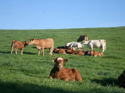 Ferienwohnung für 5 Personen (95 m²) in Attendorn 10/10