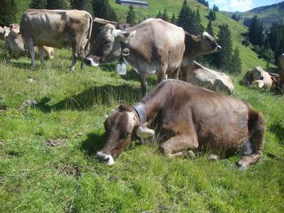 Ferienwohnung für 6 Personen (95 m²) in Au im Bregenzerwald 4/10