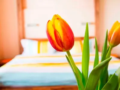 Ferienwohnung für 3 Personen (26 m²) in Au im Bregenzerwald 10/10