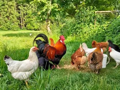 Ferienwohnung für 2 Personen (30 m²) in Aurach am Hongar 8/10