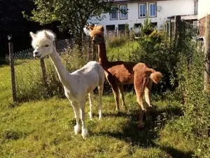 Ferienwohnung für 4 Personen (35 m²) in Auw Bei Prüm