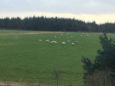 Naturblick aus den Fenstern