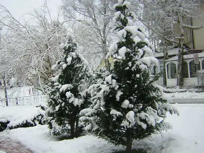 Ferienwohnung für 2 Personen (30 m²) in Baabe 5/10
