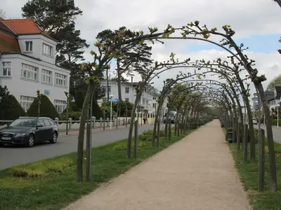 Ferienwohnung für 6 Personen (100 m²) in Baabe 5/10