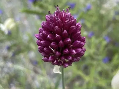 Allium