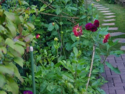 Gartenweg