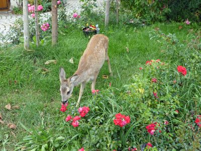 hungriger Besucher