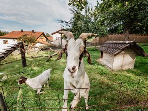 1802603-Ferienwohnung-3-Bad Birnbach-300x225-4