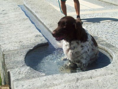 Hunde herzlich Willkommen