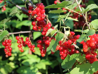 GardenSummer