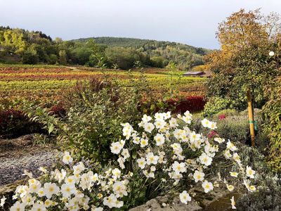 Ausblick Garten mit Blumen