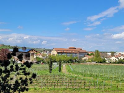 Blick auf die Weinberge