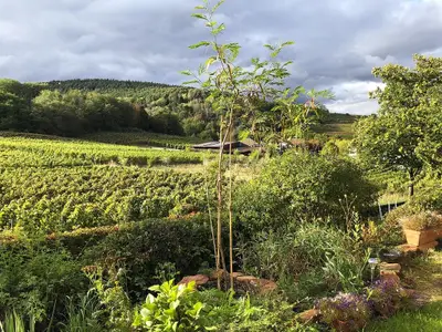 Ausblick Garten im Sommer