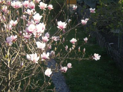 Ein großes Ereignis im Frühjahr ist die Tannhäuser Magnolienblüte