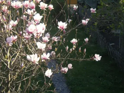 Ein großes Ereignis im Frühjahr ist die Tannhäuser Magnolienblüte
