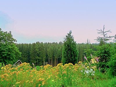 Waldblick, vom Haus aus