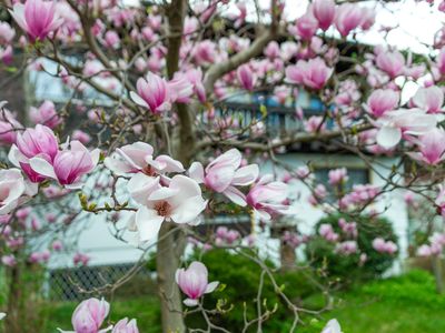 Magnolie im Garten