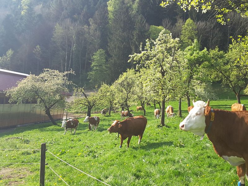 18121294-Ferienwohnung-4-Bad Feilnbach-800x600-2