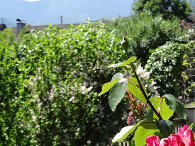 Garten am Haus und Blick in die Berge