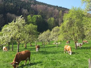 92631-Ferienwohnung-4-Bad Feilnbach-300x225-3