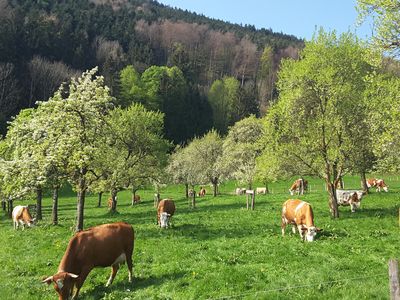 Kühe auf der Weide