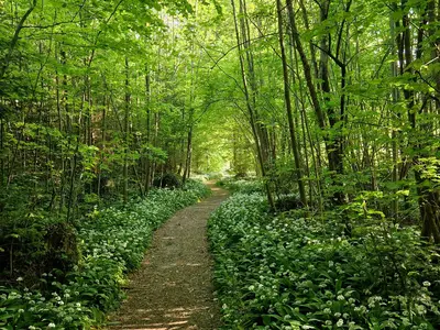 Bärlauch direkt am Wanderweg
