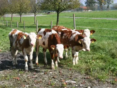 Unsere kleinen Kälber