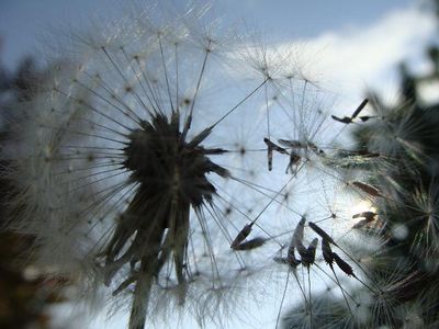 Gartenimpressionen