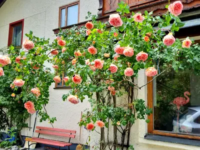 Rosen im Außenbereich der Ferienwohnung Haus Wagner