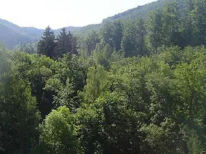 Ferienwohnung für 3 Personen (53 m²) in Bad Harzburg