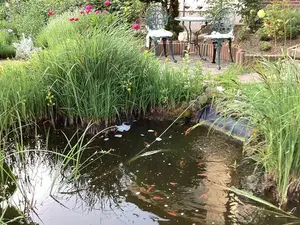 Ferienwohnung für 4 Personen (60 m²) in Bad Harzburg