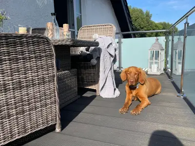 Ferienwohnung für 4 Personen (123 m²) in Bad Harzburg 9/10