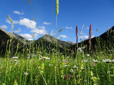 Sommerwiese