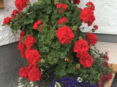 BLUMENSCHMUCK