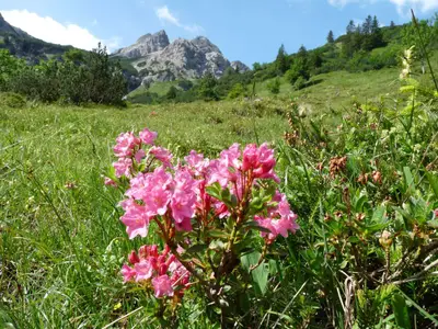 Hinterstein1