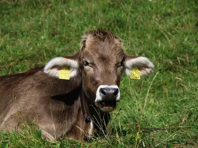 Ferienwohnung für 4 Personen (50 m²) in Bad Hindelang 9/10