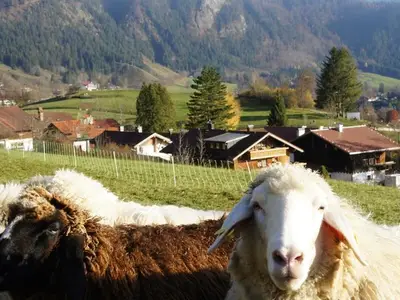 Ferienwohnung für 4 Personen (64 m²) in Bad Hindelang 5/10