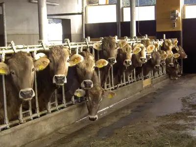 Ferienwohnung für 4 Personen (70 m²) in Bad Hindelang 8/10