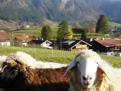 Fewo Brunnäcker mit Schafen