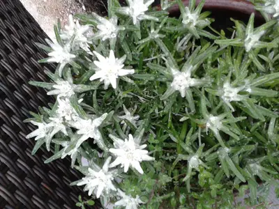 Das Gartenedelweiss