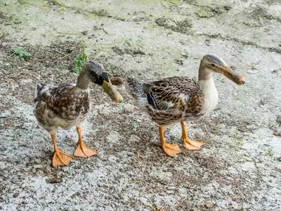 Bauernhof-Schweizerhof-Bad-Hofgastein-Enten