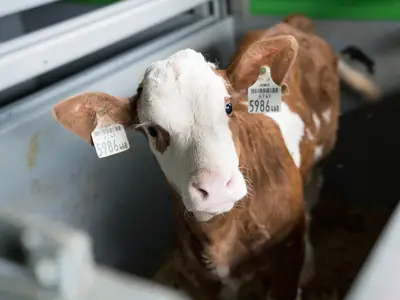 Schweizerhof-Bad-Hofgastein-Kalb