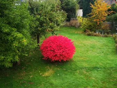 Garten 2